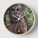Search for owl clocks Wildlife