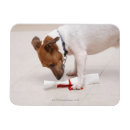 Search for humour magnets Dog