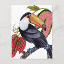 Search for toucans postcards Jungle