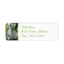 Search for lemur labels Primate