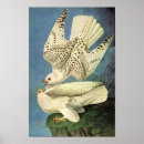 Search for gyrfalcon posters Vintage