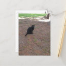 Search for strays Cute