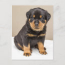 Search for rottweiler puppy postcards Animals