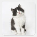 Search for young stickers Animals