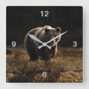 Search for bear clocks Wildlife