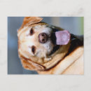 Search for grin postcards Yellow