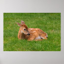 Search for wild animals baby kids Nature