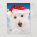 Search for beard christmas cards Westie