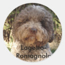 Search for lagotto romagnolo Dogs