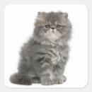 Search for persian kittens stickers Cats