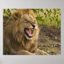 Search for okavango posters Wildlife