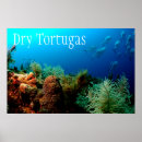 Search for coral reef posters Underwater