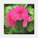 Search for pink flower magnets Pretty