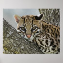 Search for felis posters Ocelot
