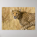 Search for samburu posters Wildlife