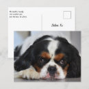 Search for tri postcards Pet