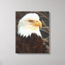 Search for eagles canvas prints Majestic