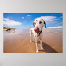 Search for beach dog posters Sea