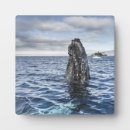Search for bay plaques Sea