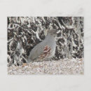 Search for quail postcards Nature