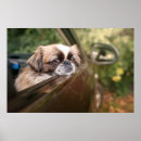 Search for baby animal posters Domestic animals