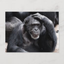 Search for funny chimpanzee postcards Animal