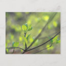 Search for spring leaves postcards Green