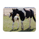 Search for maree magnets Pony