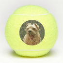 Search for yorkie photography Pets