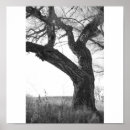 Search for bark posters Leaves