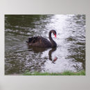 Search for swan posters Black