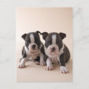 Search for terrier puppy postcards Small