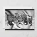 Search for rotweilers Dogs
