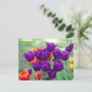 Search for happy birthday tulips postcards Photography