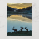 Search for cathy postcards Colorado