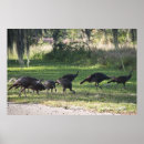Search for wild turkey posters Animals