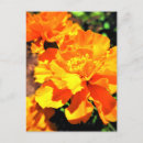 Search for marigold postcards Colourful