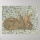 Search for bunny posters Animals