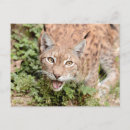 Search for animals photo postcards Pet