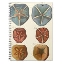 Search for sand dollar Seashell