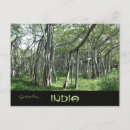 Search for banyan postcards Tree