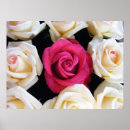 Search for rose box posters Floral