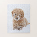Search for goldendoodle puzzles Mix breed