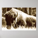 Search for white buffalo posters National park