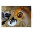 Search for ammonites Jurassic