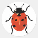 Search for ladybird stickers Beetle