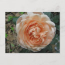 Search for rose bloom postcards Roses