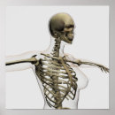 Search for cage art Sternum
