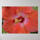 Search for tropical christmas art Nature