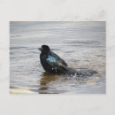 Search for birdbaths Water